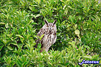 350_18200_buh1.jpg