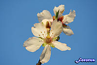 350_70300_alm1.jpg