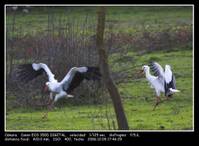 92cb53ad2dd1ff3a61eb2d0bfb19496a.jpg