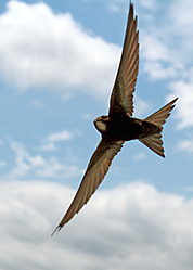 ACROBATA_DEL_AIRE_V.jpg
