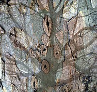 ARBOL-TEXTURA.jpg