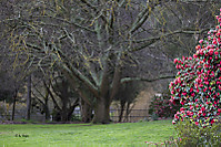 A_Rojo680112082010-2.jpg