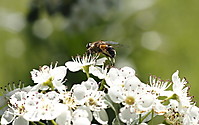 Abeja_1_web.JPG