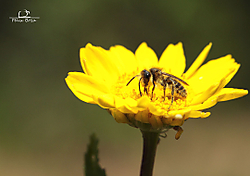 Abeja_en_flor-1.jpg