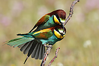 Abejaruco7706.jpg
