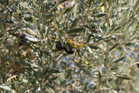 Aceitunas1.jpg