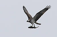 Aguila-pescadora-0175.jpg
