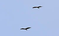 Aguila02.jpg