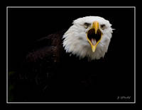 Aguila_Calba_Prueba.jpg