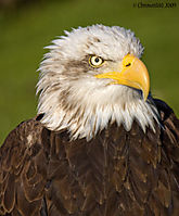 Aguila_pescadora011.jpg