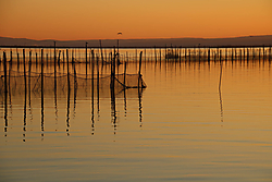 Albufera28.jpg