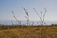 Alyn_08_g10.jpg