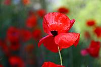 Amapola7.jpg