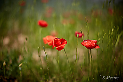 Amapolas_2.jpg