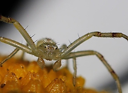 Amarilla_croppeque.jpg