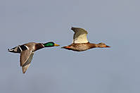 Anades-4329.jpg