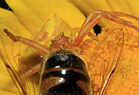 Ara_a-cangrejo-comiendo-01.jpg