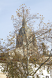 Arbol_o_catedral.jpg