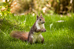 Ardilla_Roja_Sciurus_vulgaris_.jpg