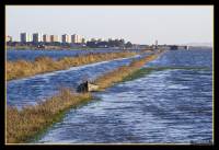 Arrozales_02.jpg