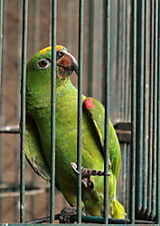 Arturo_Ditta_02_g29.JPG
