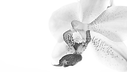 Ave_Orquidea.jpg