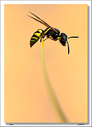 Avispilla.jpg