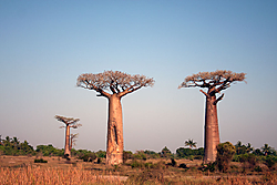 Baobab3.jpg