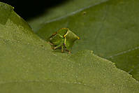 Bixo6.jpg
