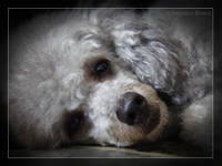 Blacky1.jpg