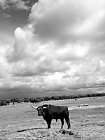 Bou_2_al_10.jpg