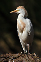 Boyera7172.jpg
