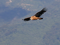 Buitres2013_04.JPG