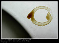 CAFE3.jpg