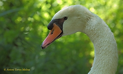 CIGNE_de_BANYOLES-bb.jpg