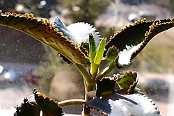 CRW_0147.JPG