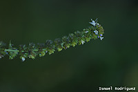 CRW_0600_foro.jpg