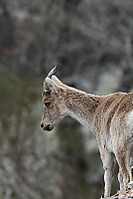 Cabra-5712.JPG