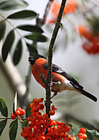 Camachuelo1904.jpg