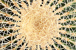 Captus.jpg