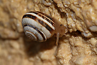 Caracol16.jpg