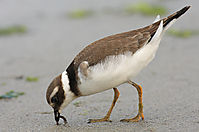 Chorlitejo-7346.jpg