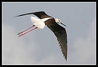 Cigue_ela_volando.jpg