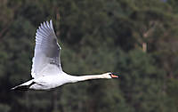 Cisne-en-vuelo-01.jpg