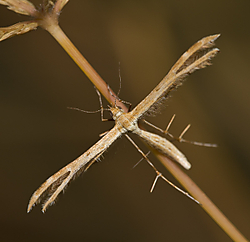 Cnaemidophorus_rhododactyla.jpg
