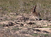 Conejo2x2p.JPG