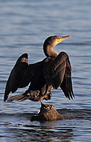 Cormoran-0503.JPG