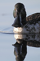 Cuchara-4225.JPG
