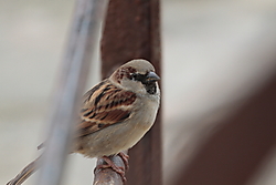 DPP_00611.JPG