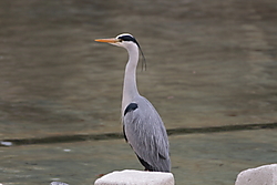 DPP_00752.JPG